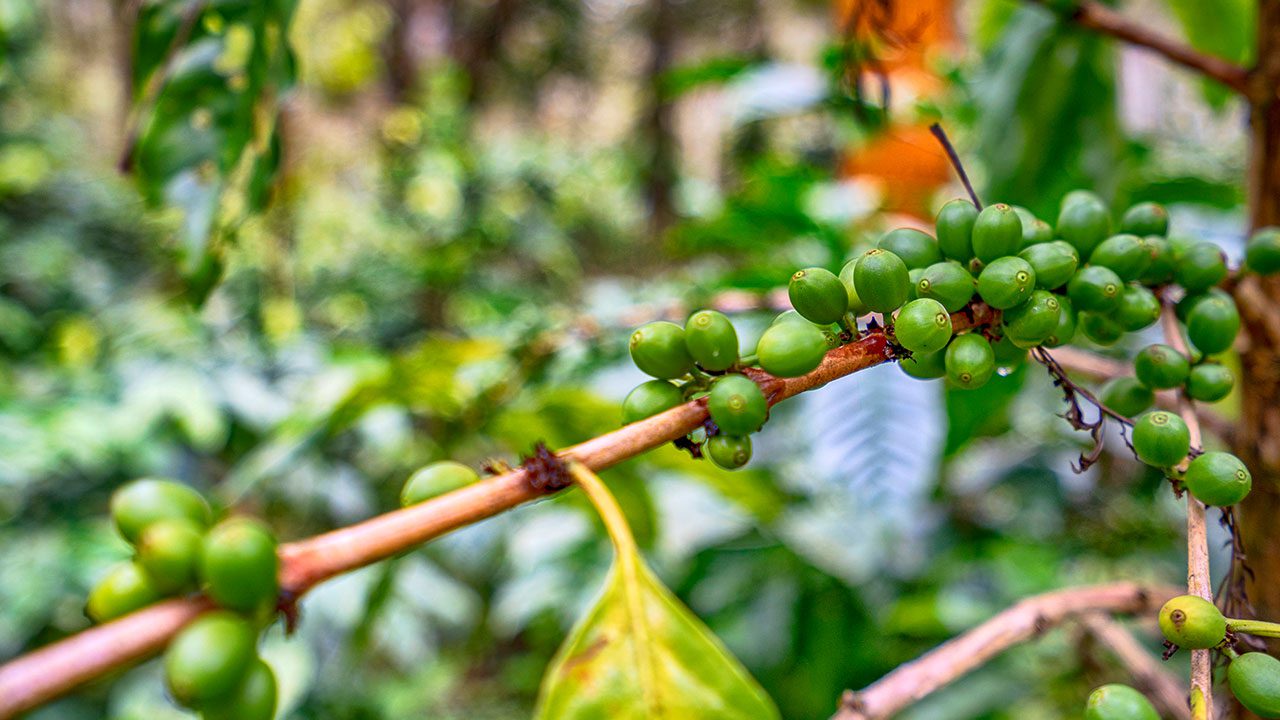 Coffee Grove Resort Chikmagalur — photo 14