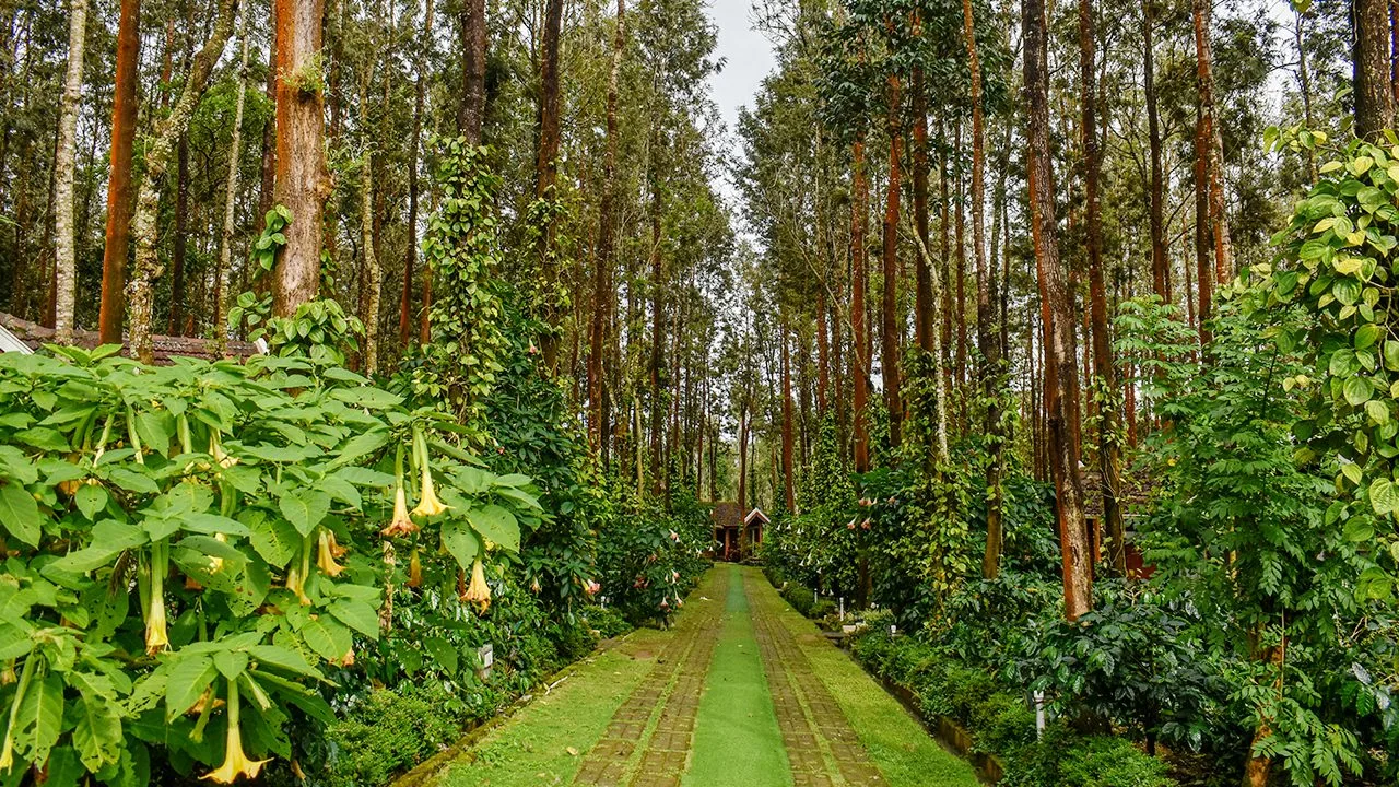 Coffee plantation trail
